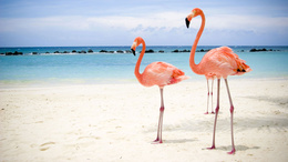 3d обои Розовые фламинго на пляже  птицы