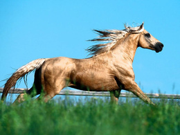 3d обои Золотая грива  лошади
