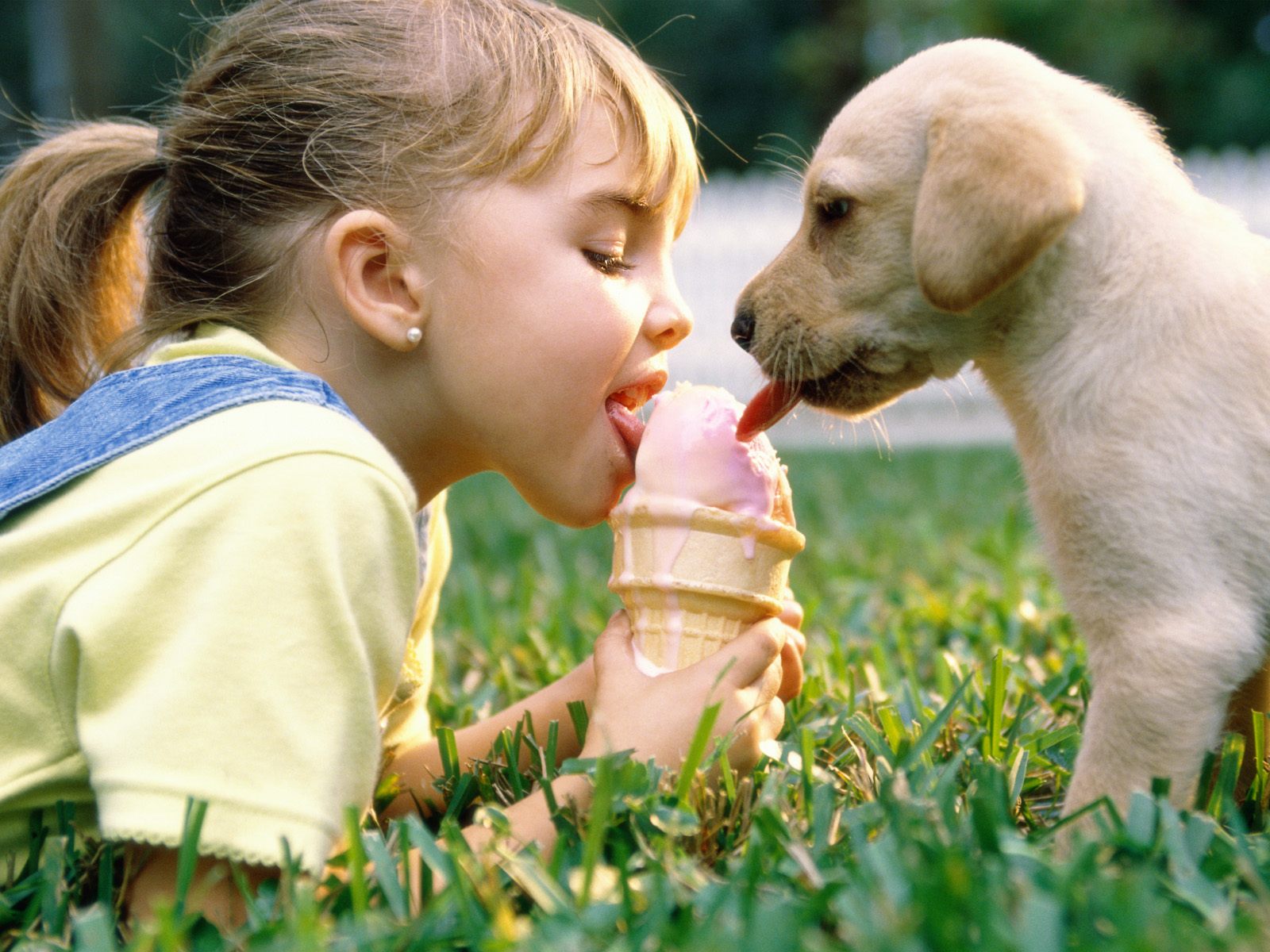 3d обои Девочка и собачка кушают мороженое  дети # 34177