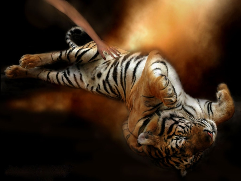 3d обои Ласковый тигр  тигры # 83343