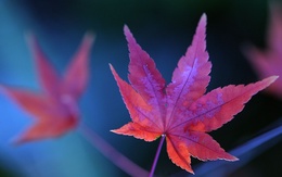 3d обои Красные лисьтя  листья