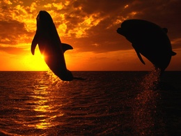 3d обои Прыгающие дельфины на закате  рыбы