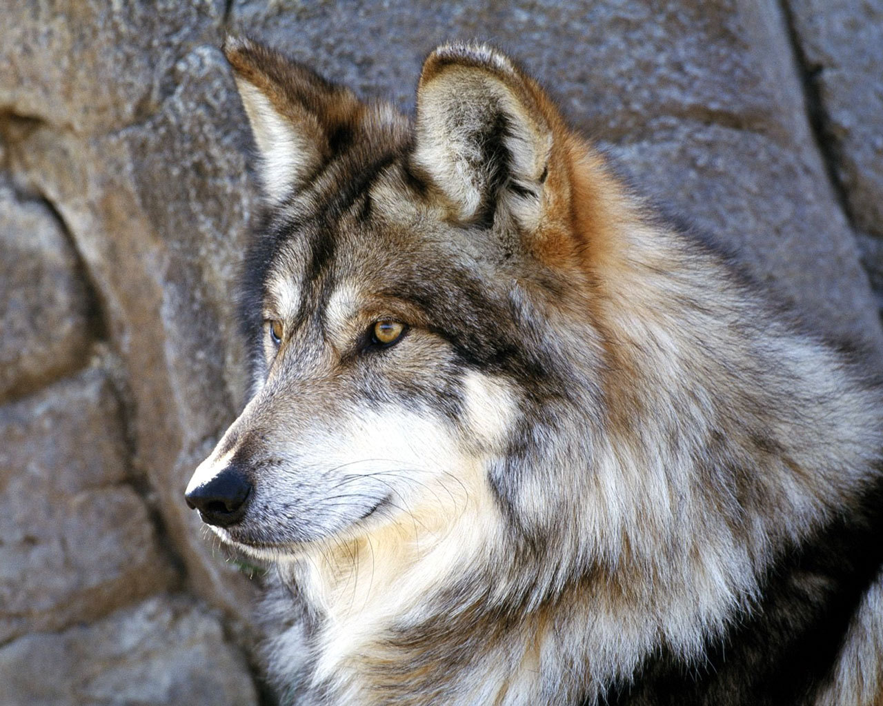 3d обои Волк  волки # 23616
