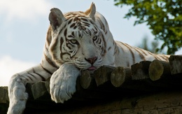 3d обои Тигр красавец  тигры