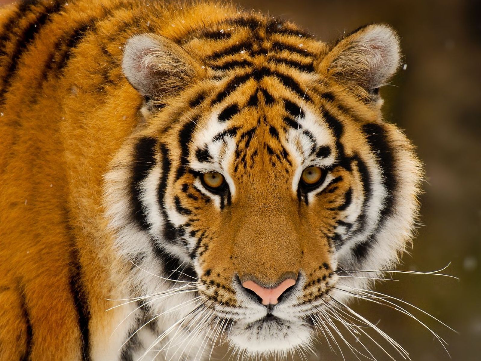 3d обои Тигр  тигры # 83341