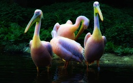 3d обои Радужные пеликаны  позитив