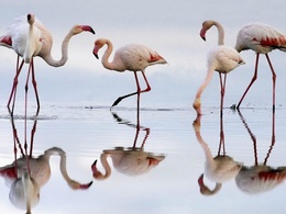 3d обои Розовые фламинго  птицы