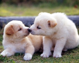 3d обои Поцелуй  собаки