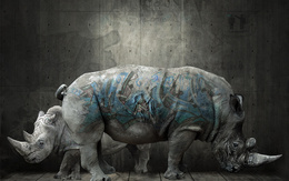 3d обои Носороги на фоне стены с граффити (bles pops)  ретушь
