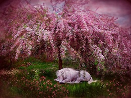 3d обои Единорог под цветущим деревом  1280х960