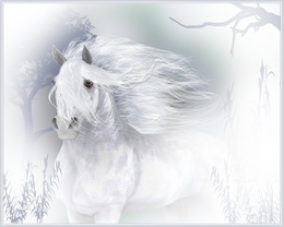 3d обои Белый конь  лошади
