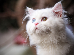 3d обои Белый кот с разноцветными глазами  глаза