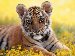 3d обои Грустный тигр среди цветов  тигры