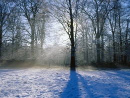 3d обои Зимний лес  солнце