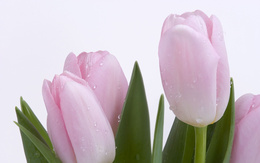 3d обои Розовые тюльпаны  капли