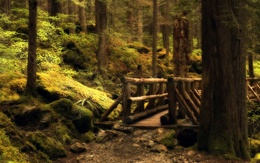 3d обои Деревянный мост в дремучем лесу  мосты