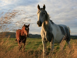 3d обои Кобыла с жеребёнком на поле  лошади