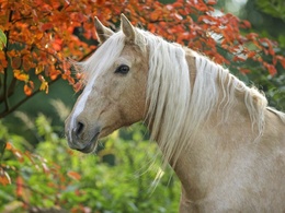 3d обои Конь стоит возле дерева с красными листьями  лошади