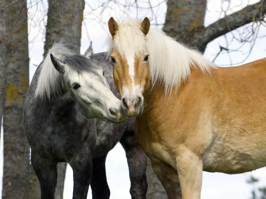 3d обои Пепельный конь целует рыжего коня  лошади # 51370