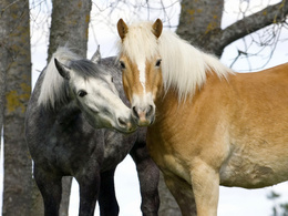 3d обои Пепельный конь целует рыжего коня  лошади