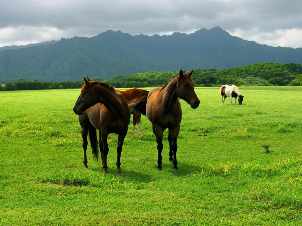 3d обои Кони пасутся на ярко-зелёном поле  лошади # 51369