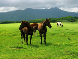 3d обои Кони пасутся на ярко-зелёном поле  лошади