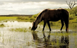 3d обои Конь пасётся на болоте  лошади