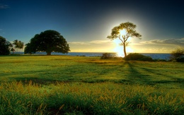 3d обои Дерево среди поля освещённое солнцем  солнце