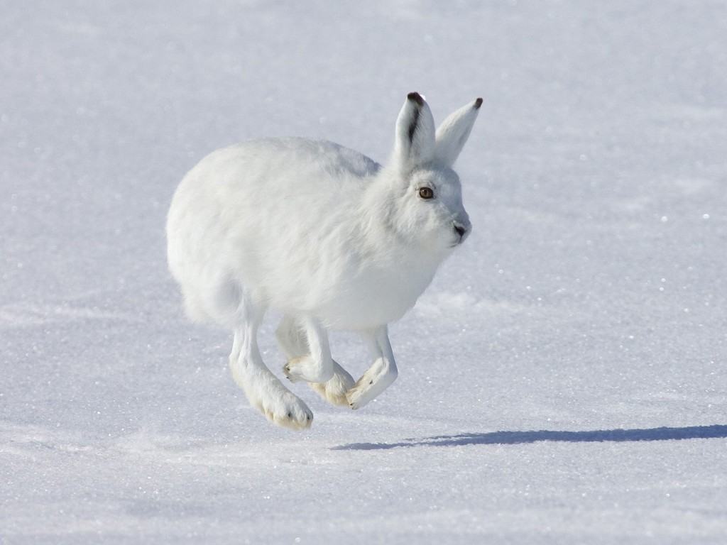 3d обои Белый заяц  кролики # 49114