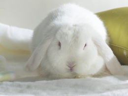 3d обои белый кролик на полотенце  1024х768