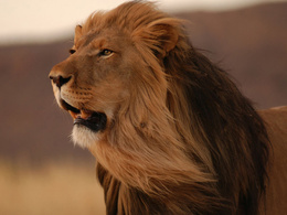 3d обои Лев с открытым ртом  львы