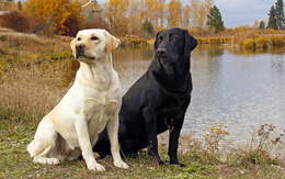 3d обои Пара лабрадоров возле воды  собаки
