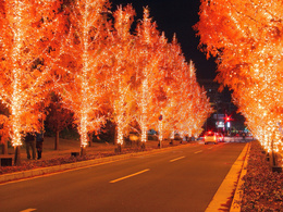 3d обои Аллея красиво украшенных деревьев к рождеству  дороги