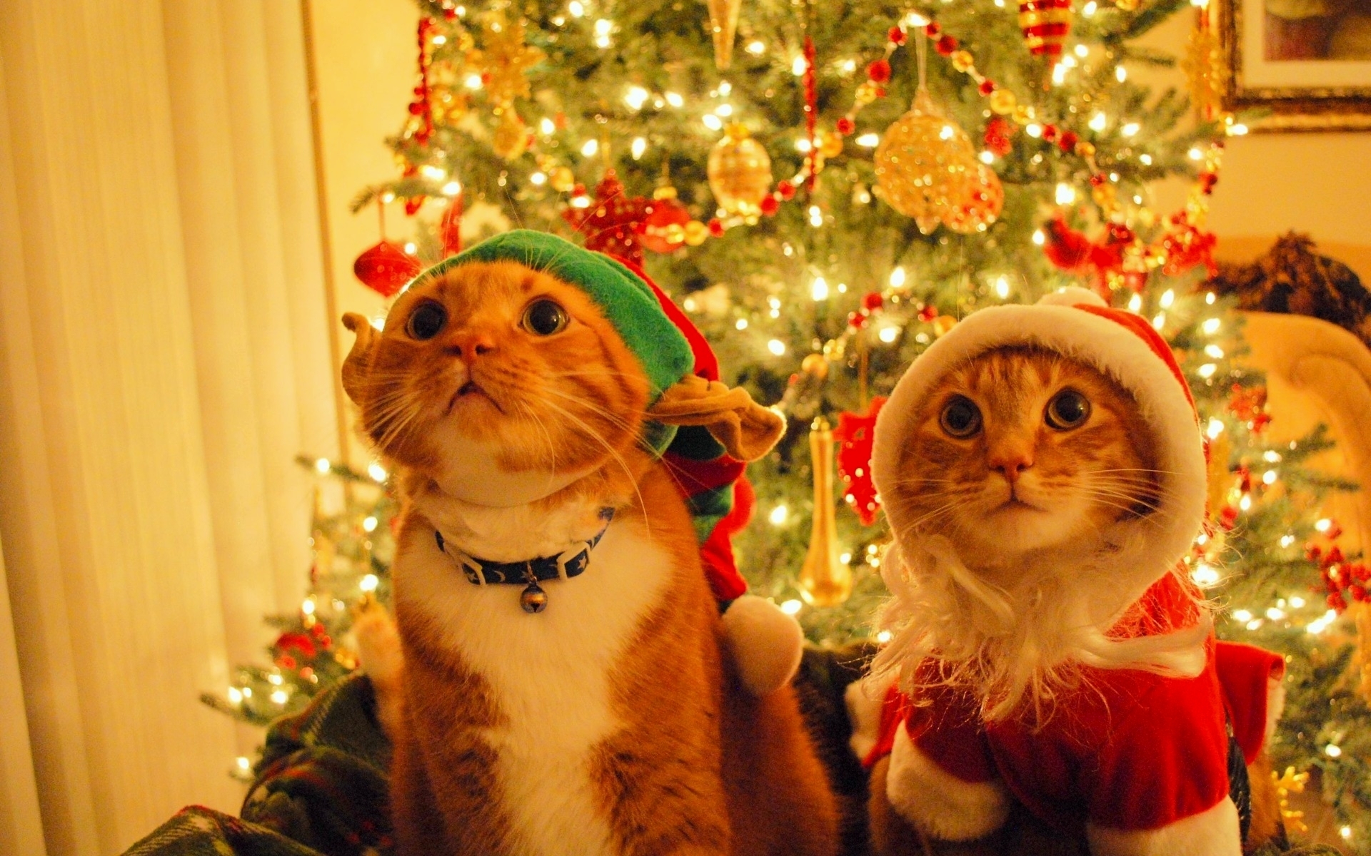 3d обои Два кота в костюмах Дедов Морозов под новогодней ёлкой  игрушки # 41513