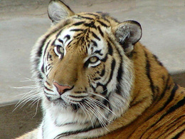 3d обои Последние деньки Года Тигра, поэтому такой печальный взгляд  тигры