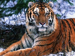 3d обои Тигр в тайге  зима