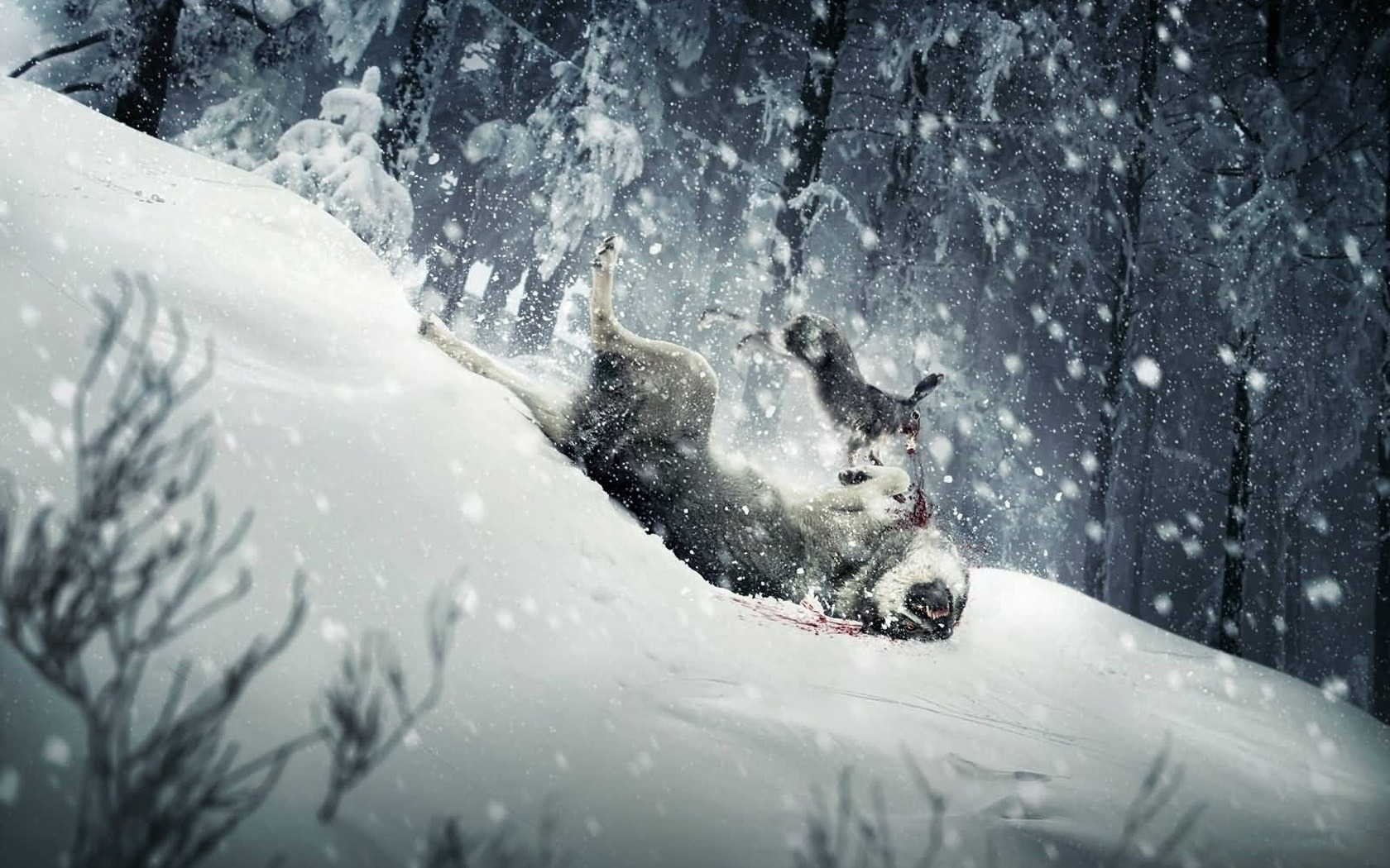 3d обои Жестокая схватка в заснеженном лесу: Заяц напал на волка  волки # 23609