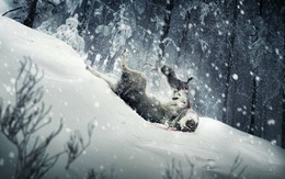 3d обои Жестокая схватка в заснеженном лесу: Заяц напал на волка  зима