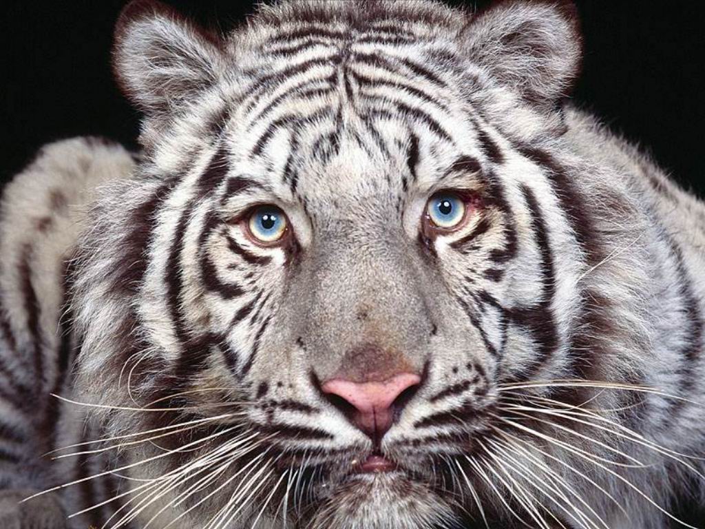 3d обои Бенгальский тигр  тигры # 83336