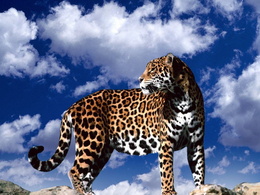3d обои Леопард на фоне яркого неба  1024х768