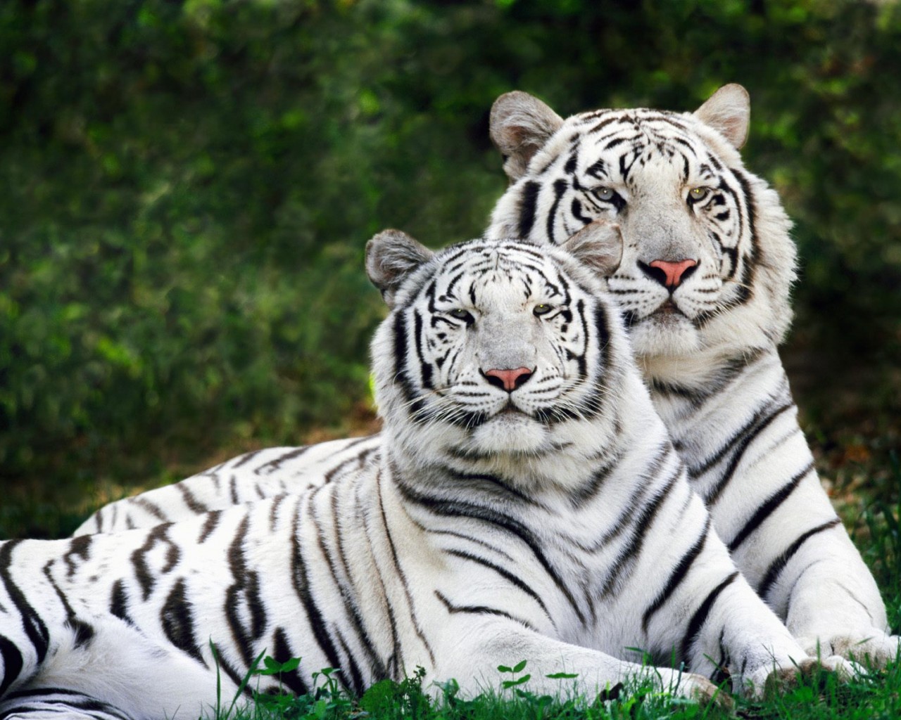 3d обои Пара редких белых тигров  тигры # 83333