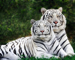 3d обои Пара редких белых тигров  тигры