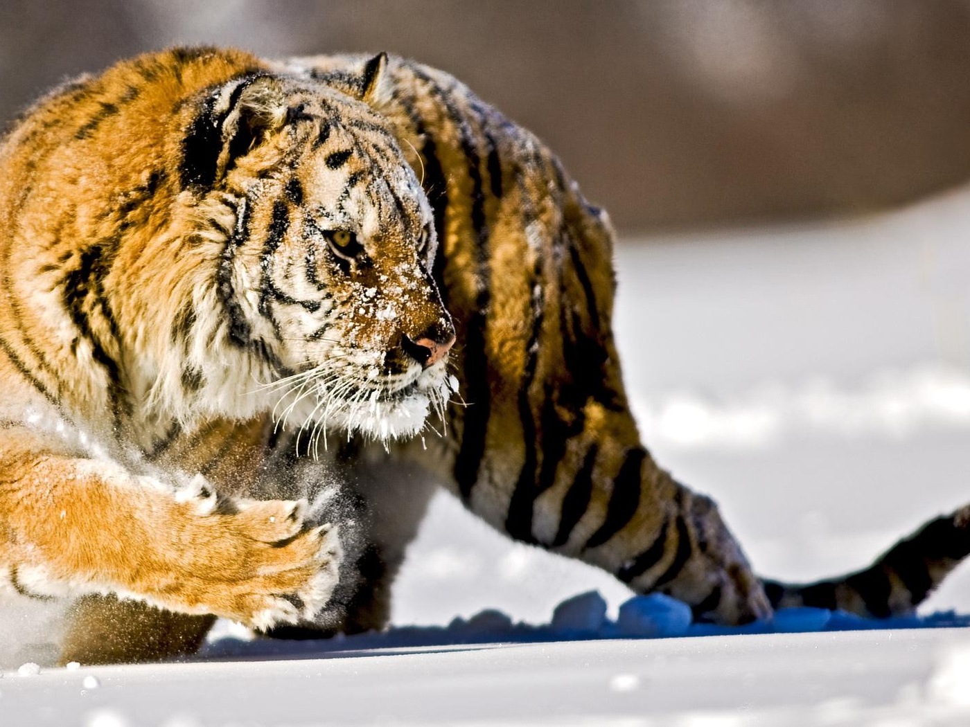 3d обои Вкличественный тигр на снегу  тигры # 83332