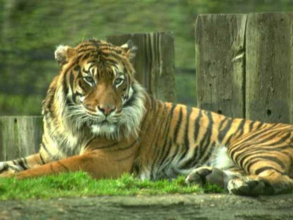 3d обои Тигр отдыхает  тигры # 83331