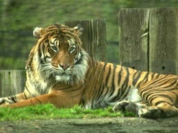 3d обои Тигр отдыхает  тигры