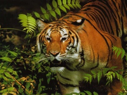 3d обои Рычащий тигр в лесу  тигры