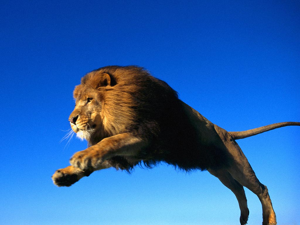 3d обои Лев в прыжке  львы # 51621