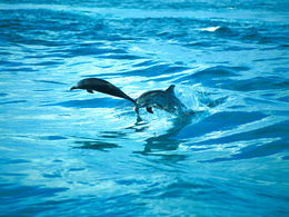3d обои Дельфины в прыжке  1024х768