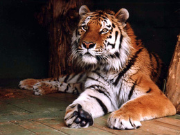 3d обои Величественный тигр на отдахе  тигры