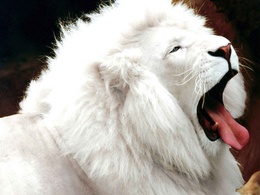 3d обои Белый лев зевает  львы